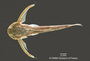 Ernstichthys intonsus FMNH 94603 holo d